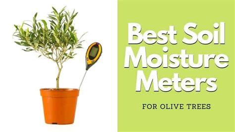 moisture meter for olive trees|olive tree soil moisture rating.